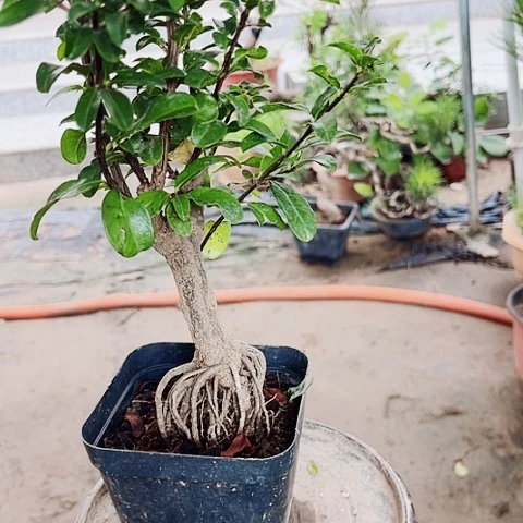无花朵盆景花卉绿植盆栽