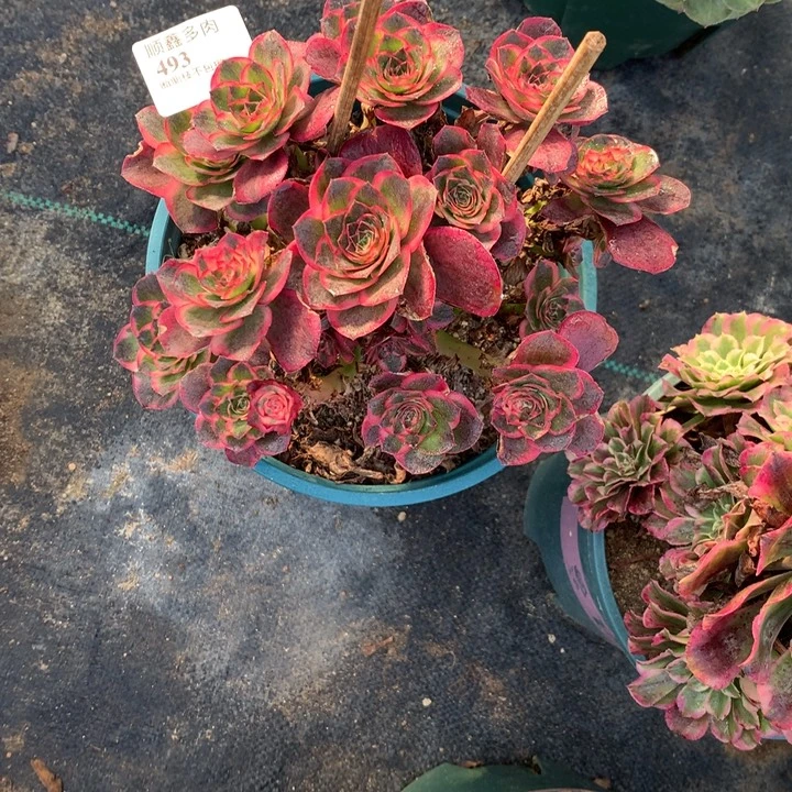 493玫瑰锦多肉植物特价