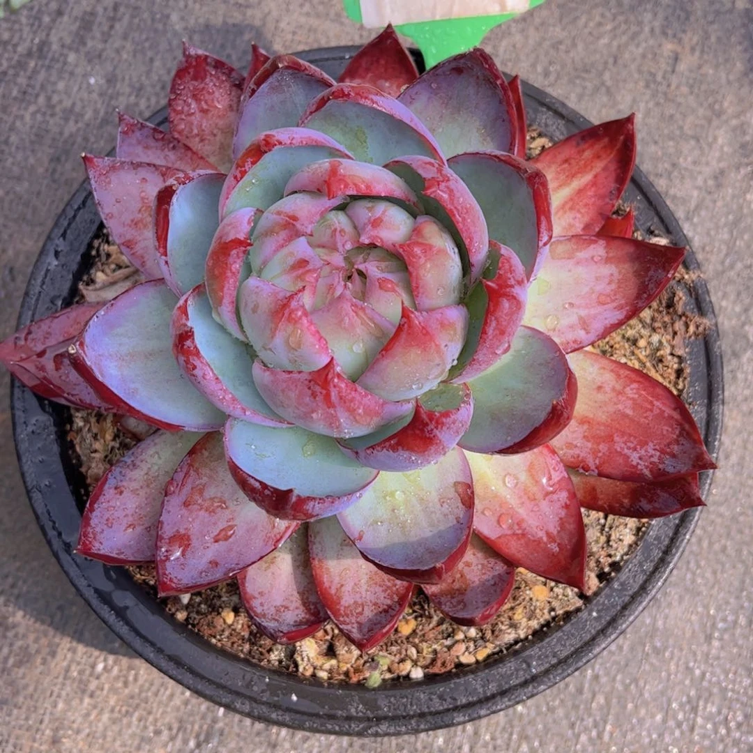 惊鸿Ａ731一颗一物一拍