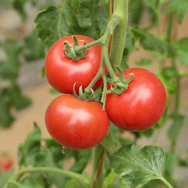 首都饮用水源地密云现摘草莓西红柿 四斤新鲜北京市