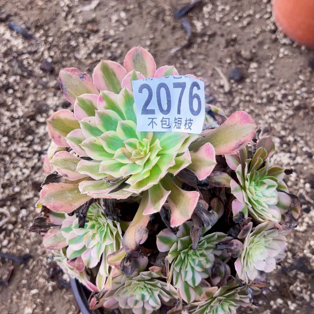铜壶多肉植物2076