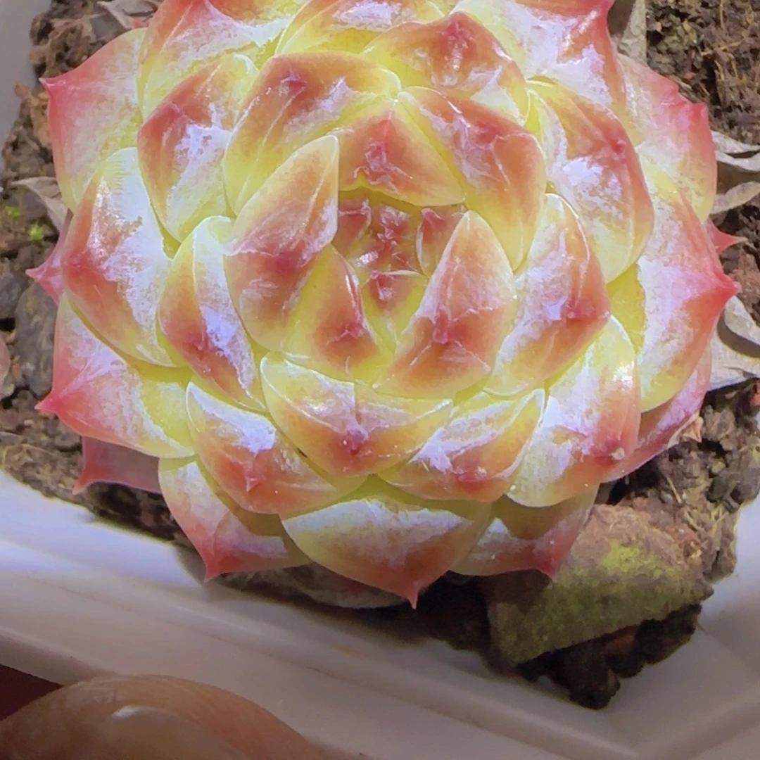 云***、珍妮精控一物一拍