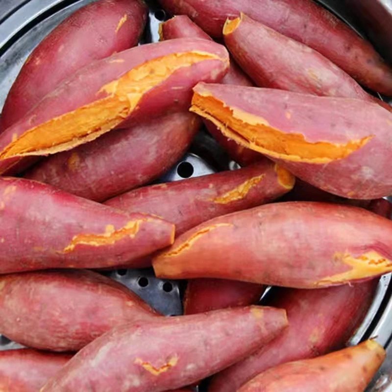 东北沙土地西瓜红 红薯 老式地瓜 软糯香甜