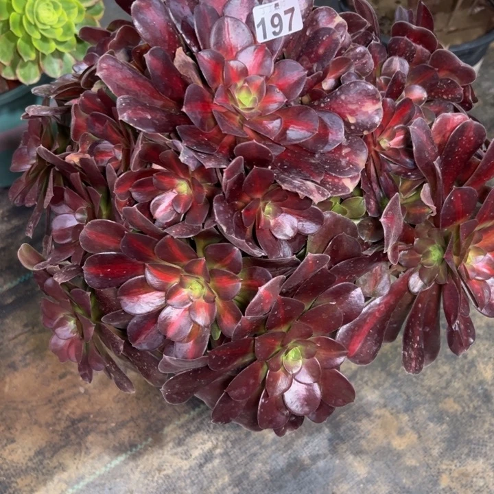 美杜莎中班197多肉法师一物一拍