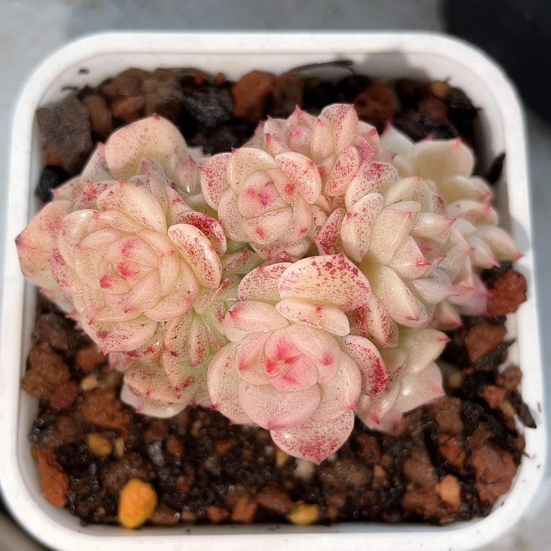 优选麦秆精品471