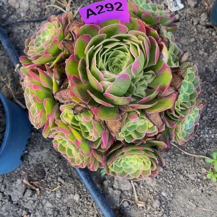 水中月32/27包邮法师