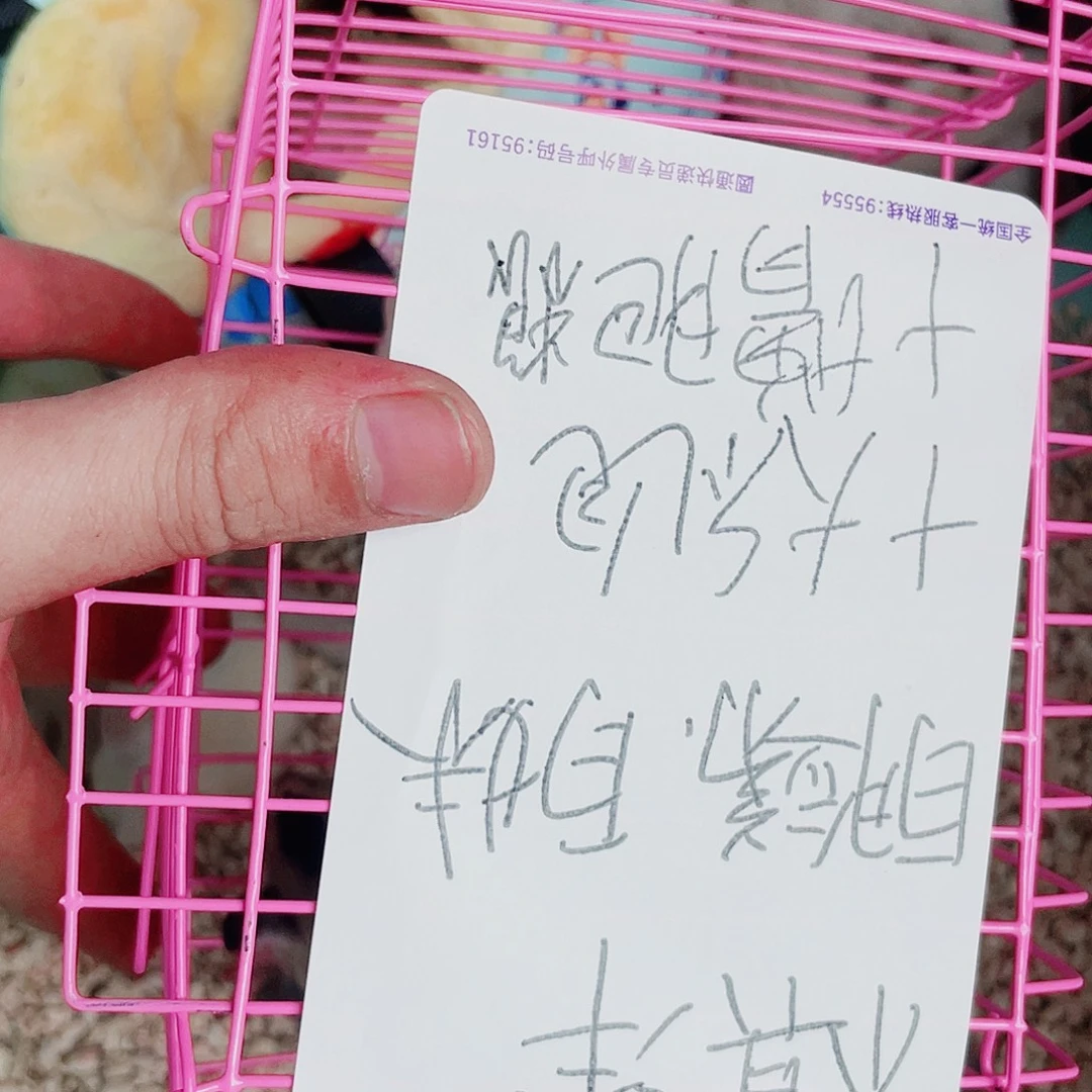 蜜袋鼯小飞鼠两只