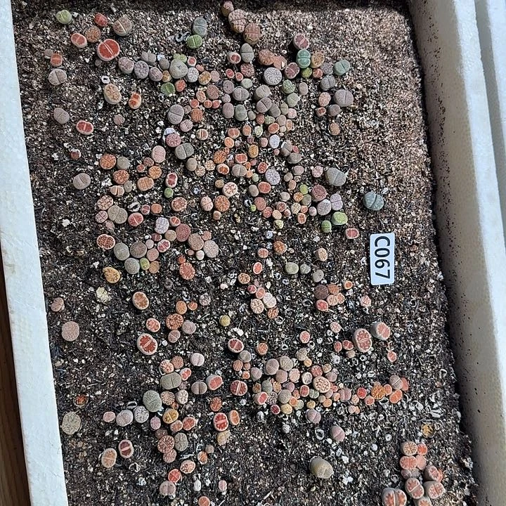 生67石花整框脱土发货不售后