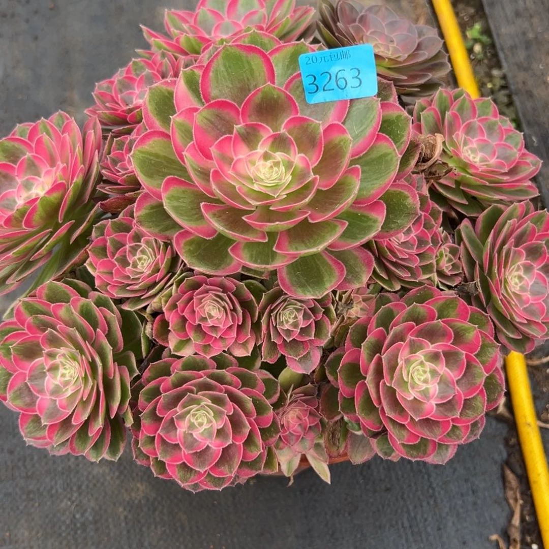 粉*巫3263孔雀翎多肉植物系