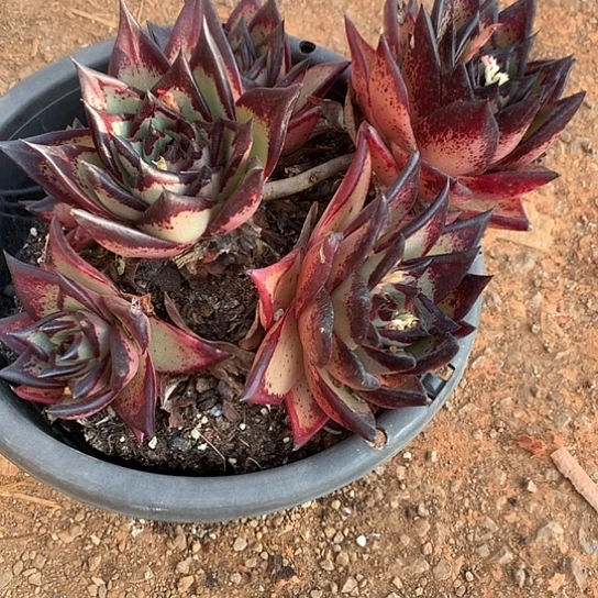 朱*曼美肉特价活动开始啦