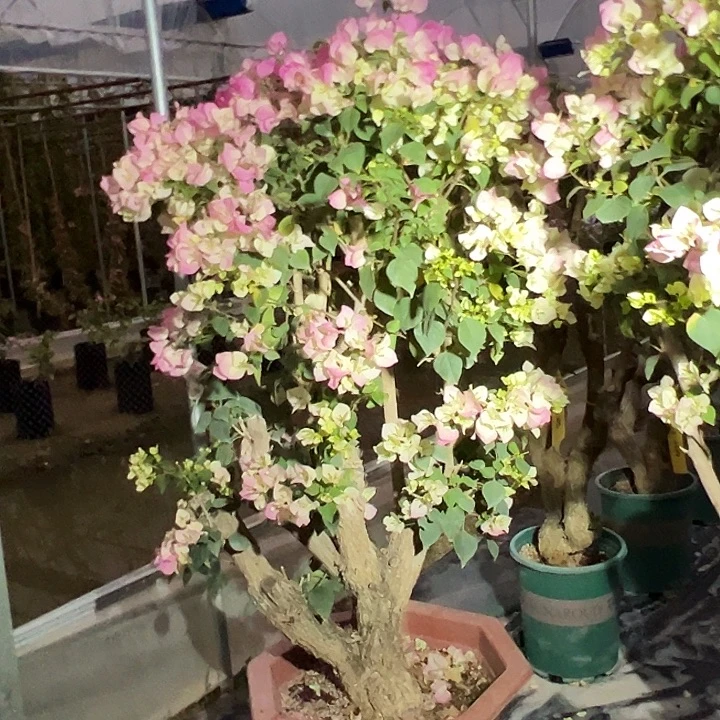 完全开放 绿樱 原生大树头 六角盆 木架发