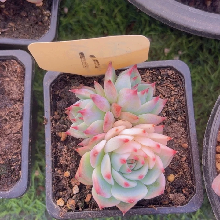 健健康康平平安安