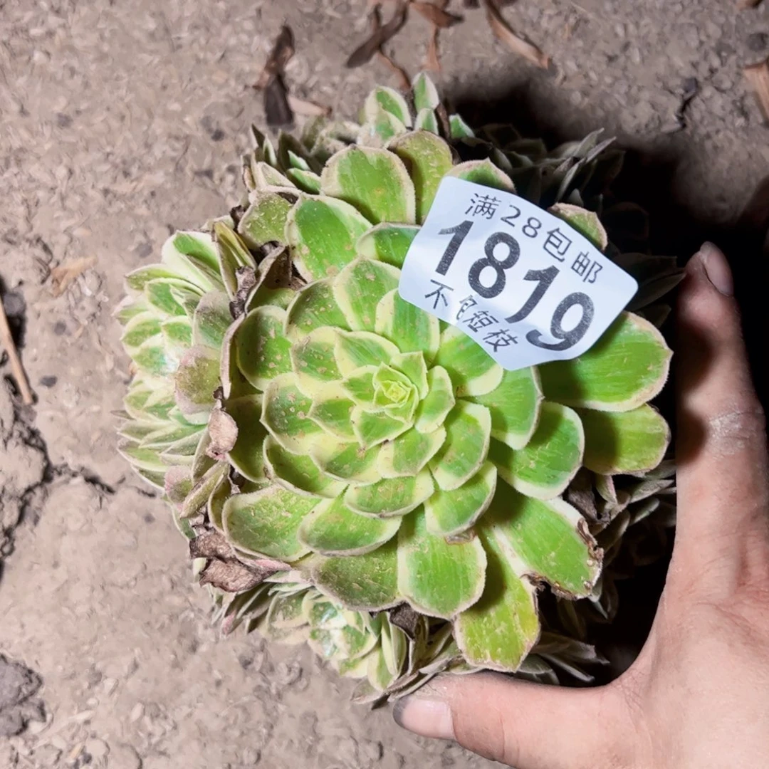 孔雀翎多肉植物1819