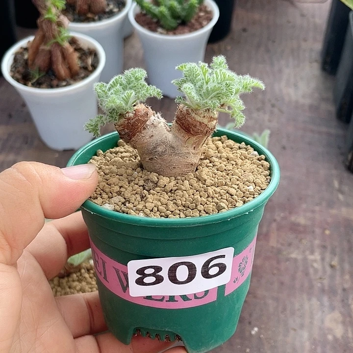 阿***敏806口笛换羽叶杨葵补差