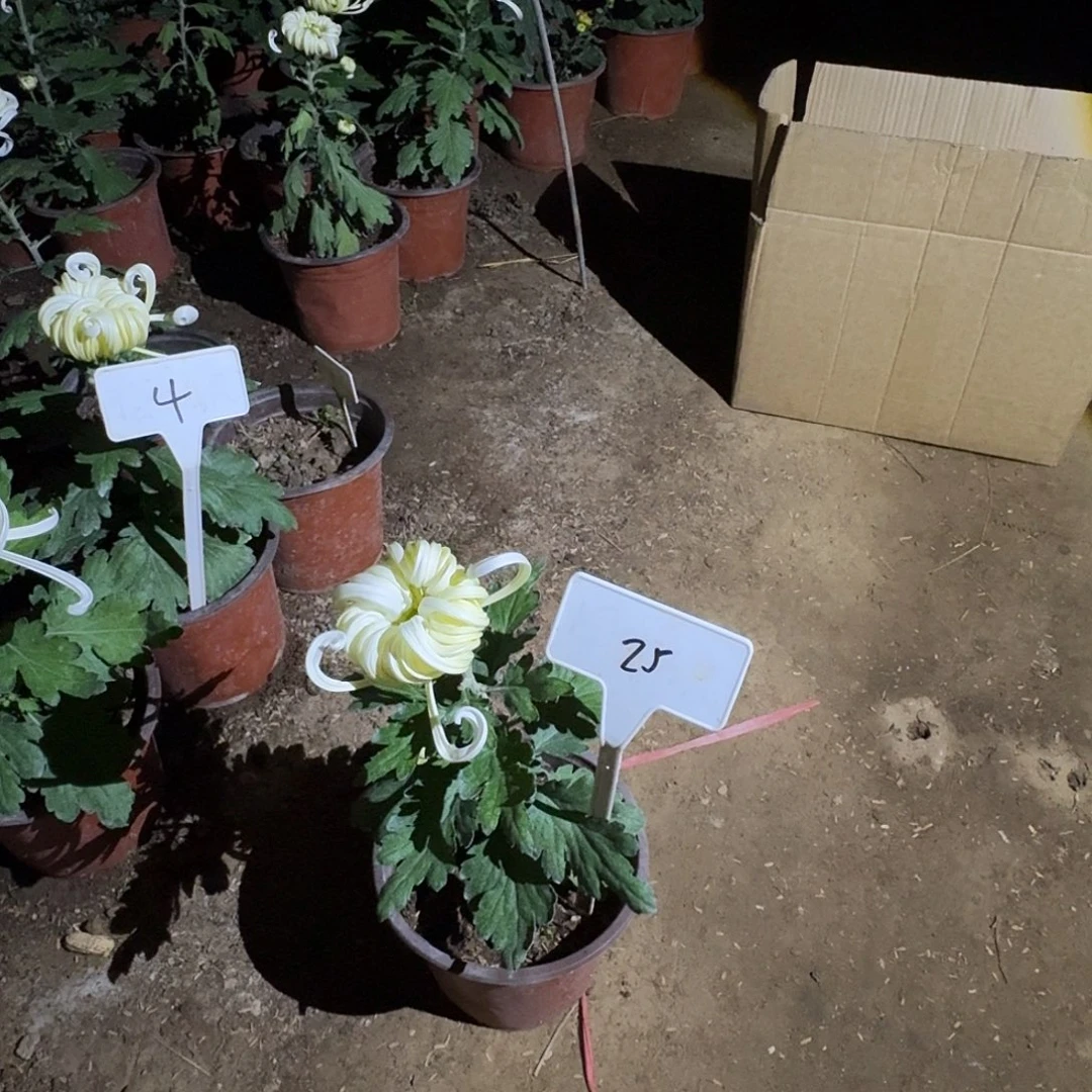 大部分花苞少量开放25