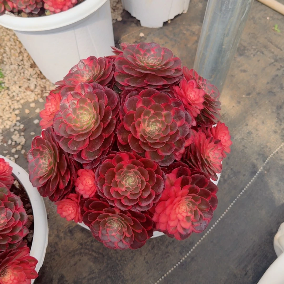 无*多肉植物发货发货