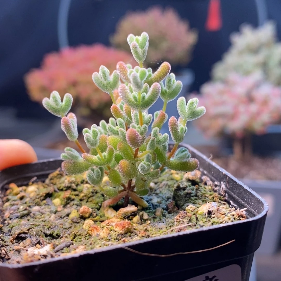 585莱斯，年后发货