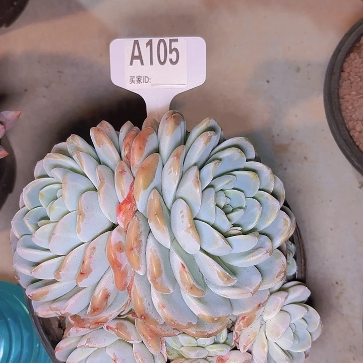 小*点冰玉一物一拍A105