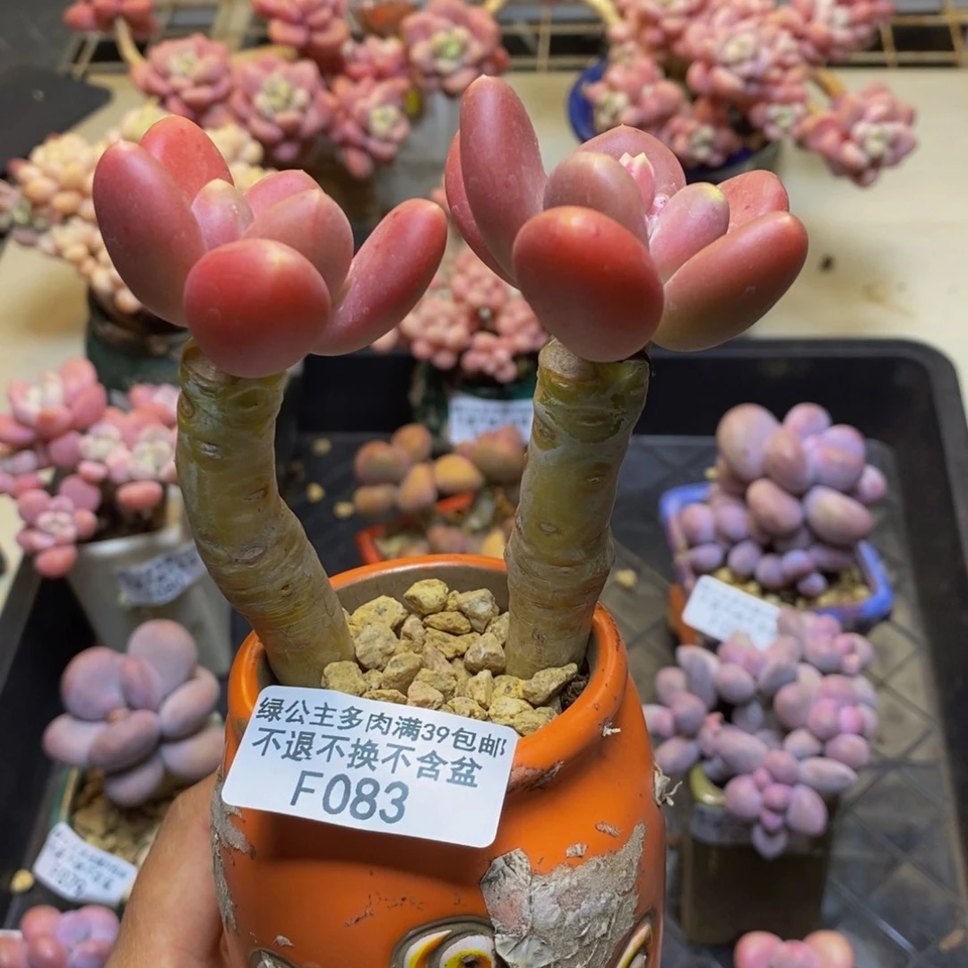083金蟾多肉整9c m