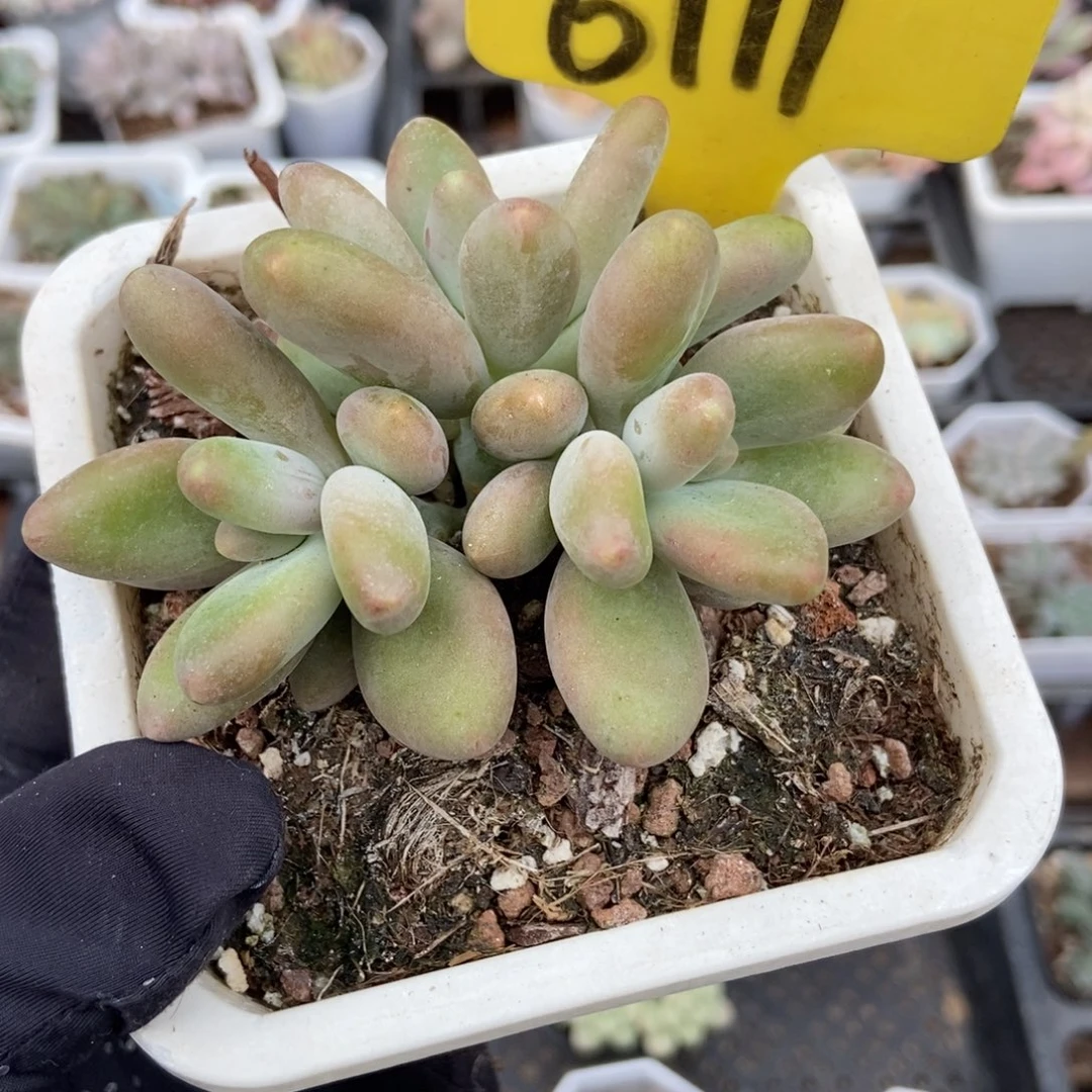 6111芒果奶多肉植物
