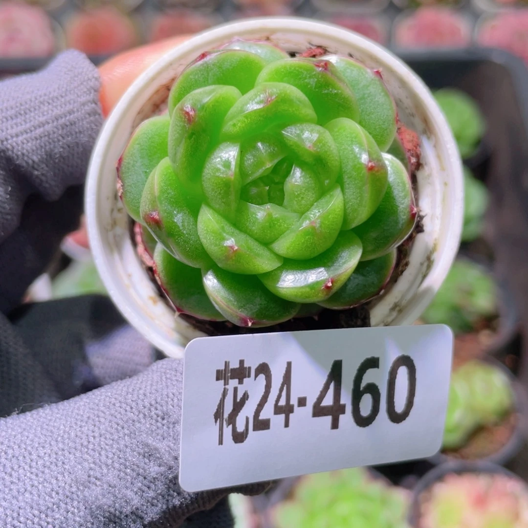花利美24-460新品珍妮