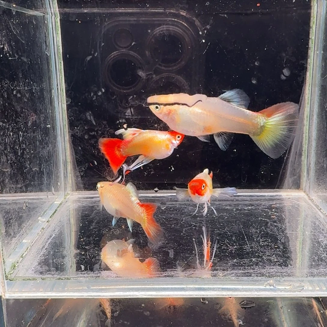 孔雀鱼圣诞2对长公