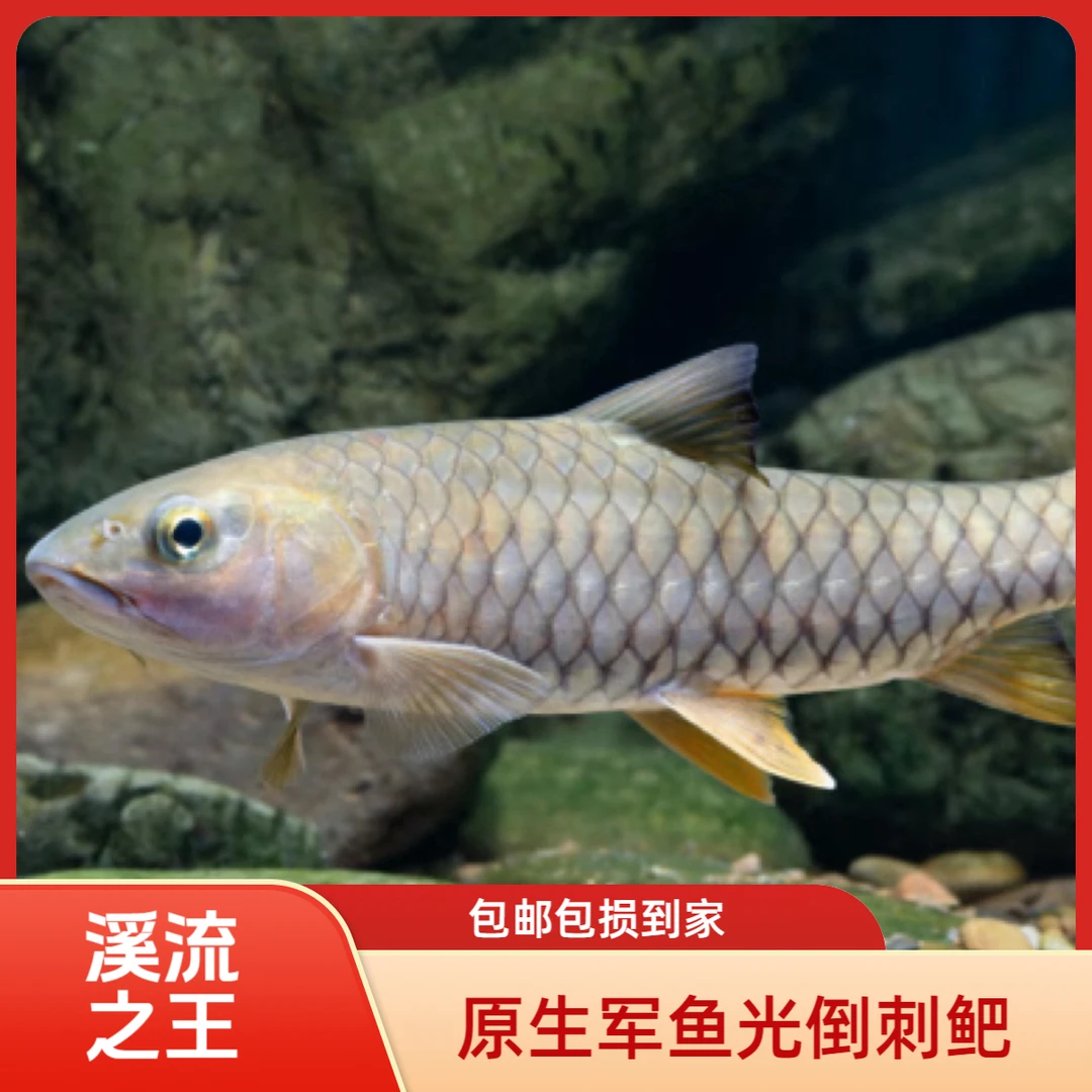 正宗军鱼红鳍鱼按斤卖专属链接