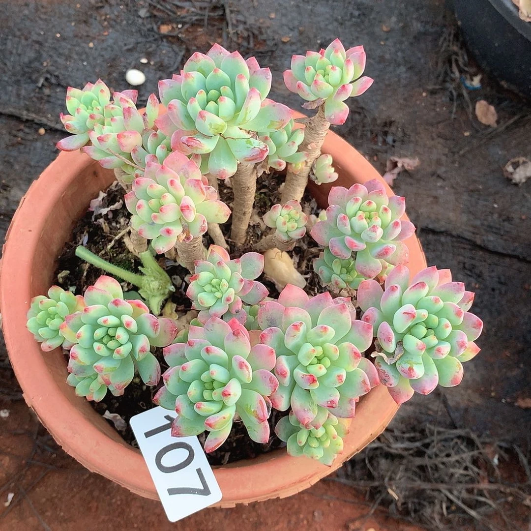 107蓝苹果一物一拍多肉