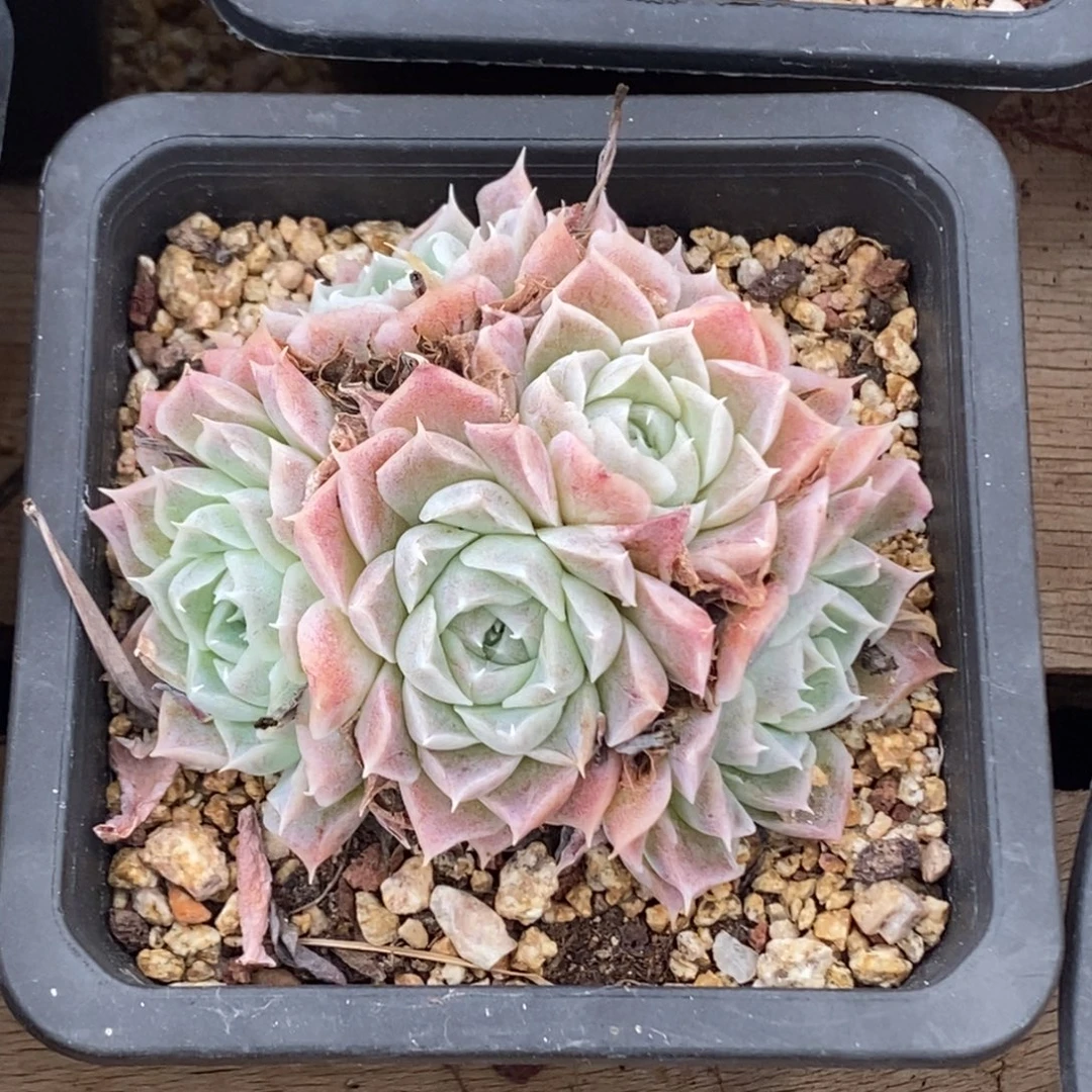 海琳娜月影杂交一物一拍