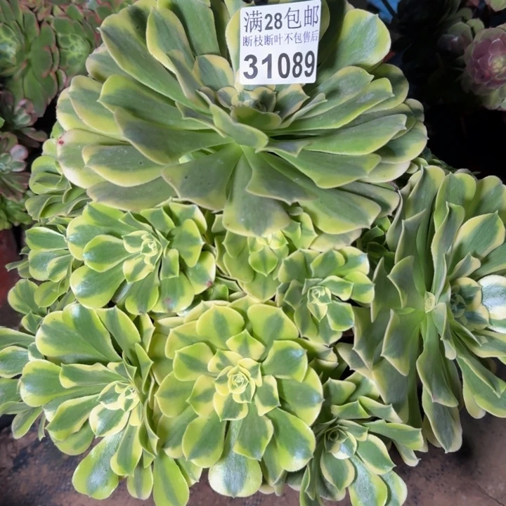 31089绿豆沙，多肉植物