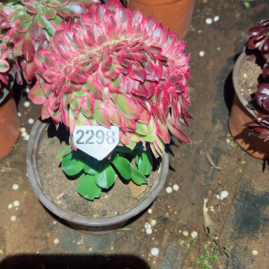 2298 号多肉植物法师新年福利