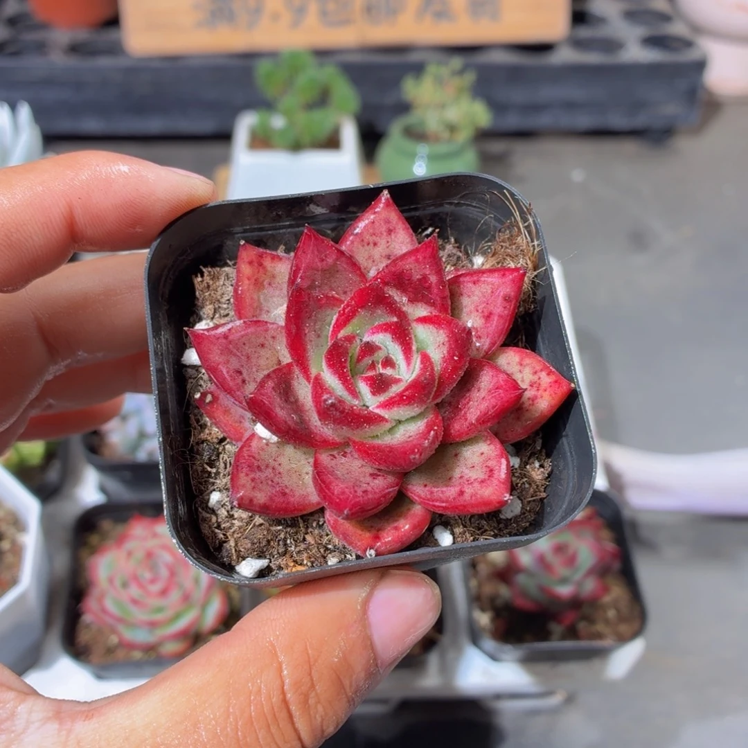 罗卡多肉9.9包邮发货