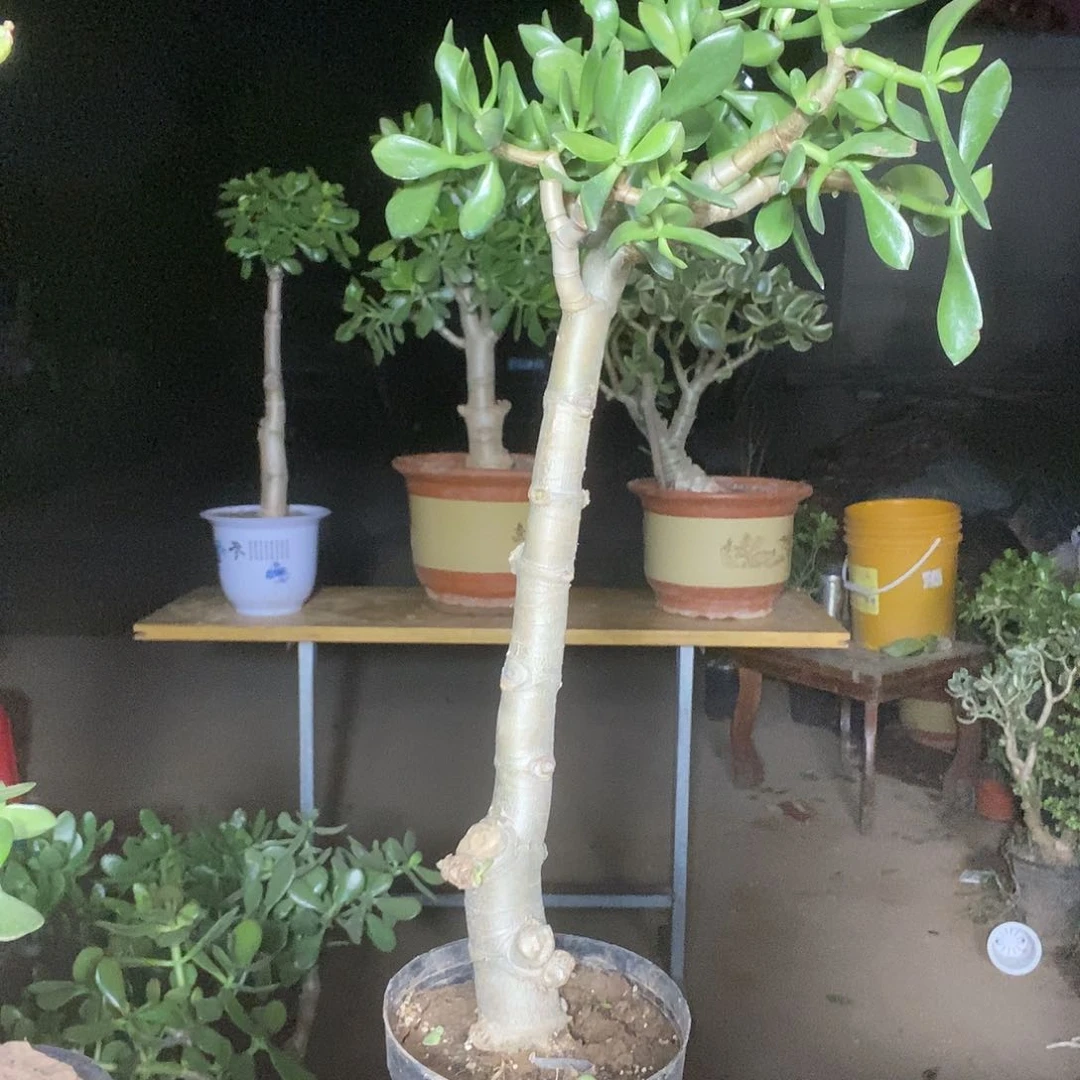 西***长青叶玉树一物一拍