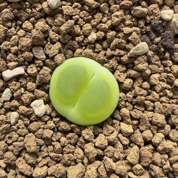 拉登1.4+漂亮多肉植物9