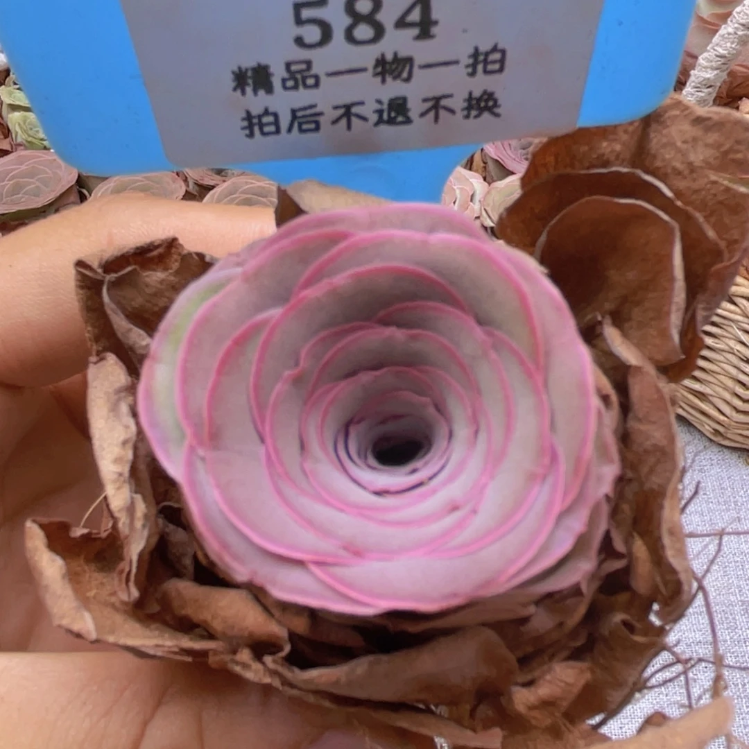 山地玫瑰584裸根发货不售后