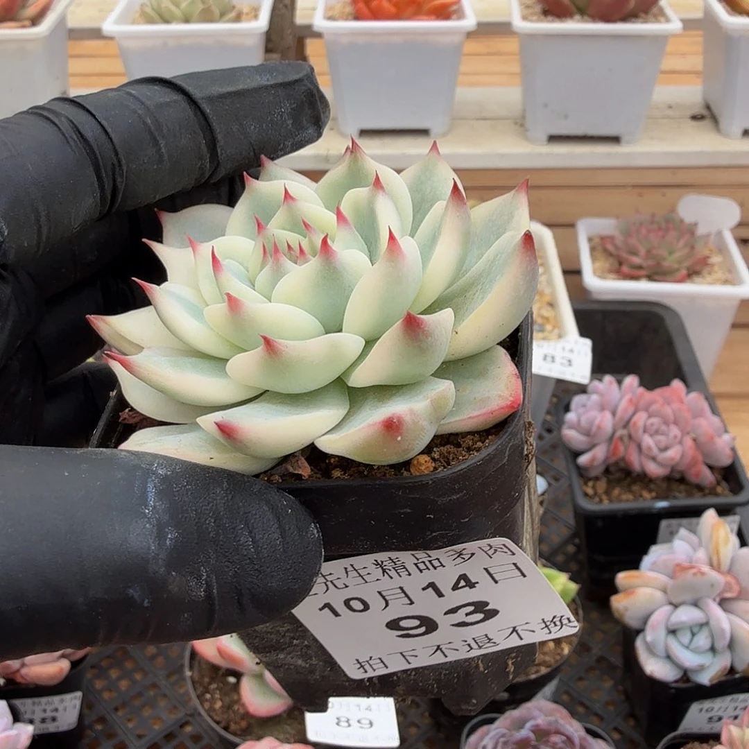 1014-93吉娃娃锦单头