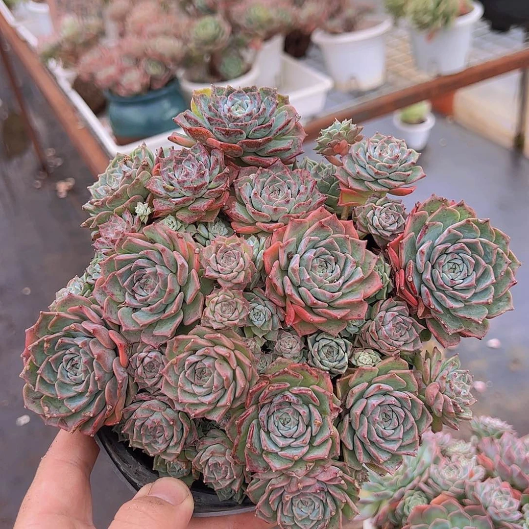 原始海冰格瑞带盆土