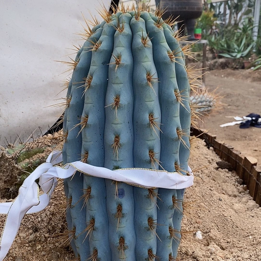 佛****9号拍品。