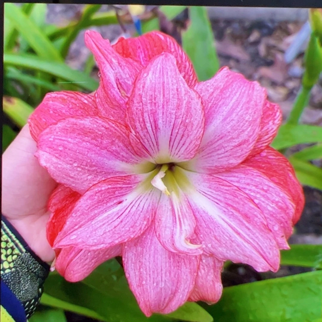 朱顶红585大球6-7cm