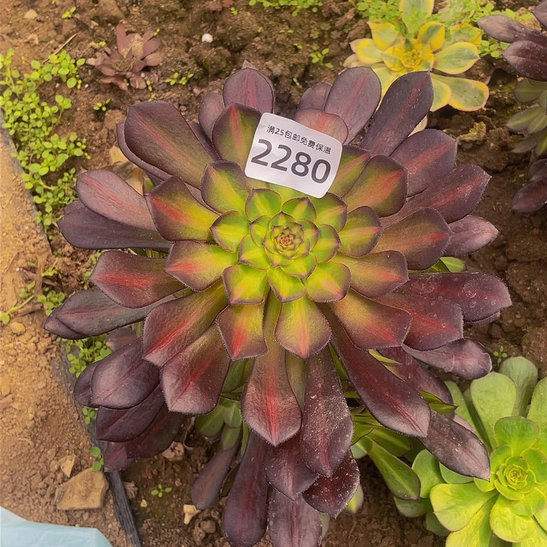 2280月亮石多肉植物