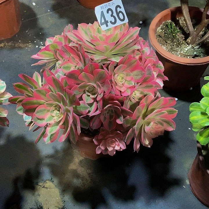 00000000000436女巫