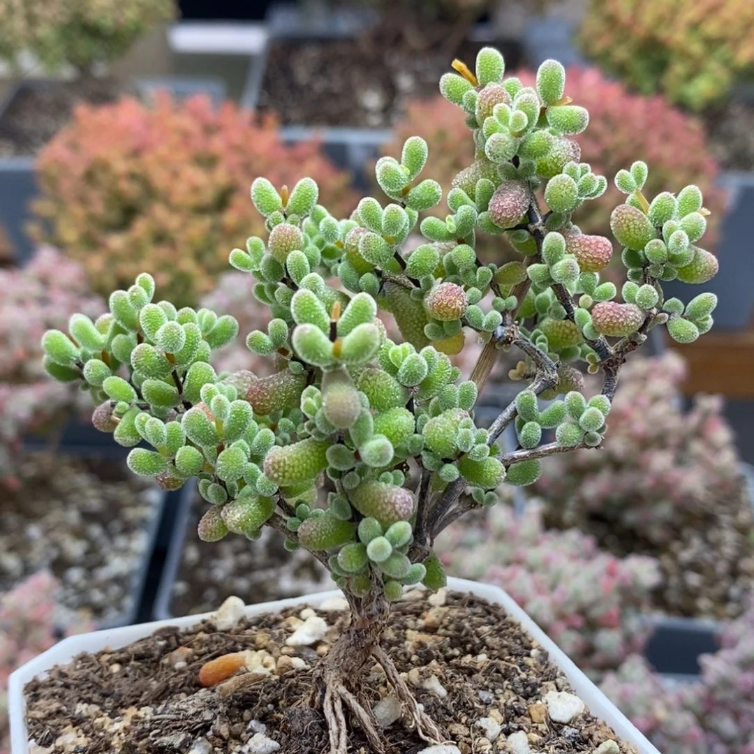 翡翠5867枝干番杏