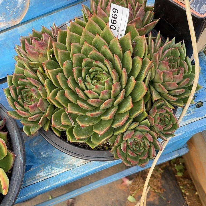 若如东云单拍D669