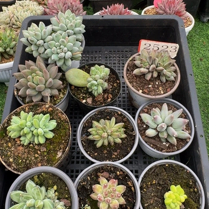 2523多肉植物一物一拍