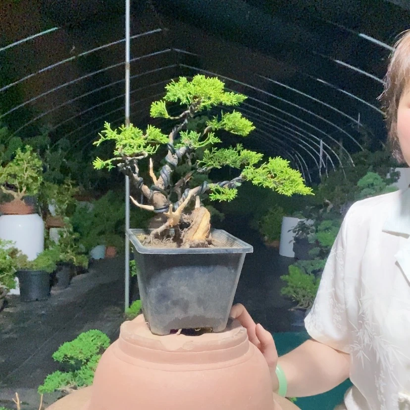 【闪购商品】无花朵盆景艺术