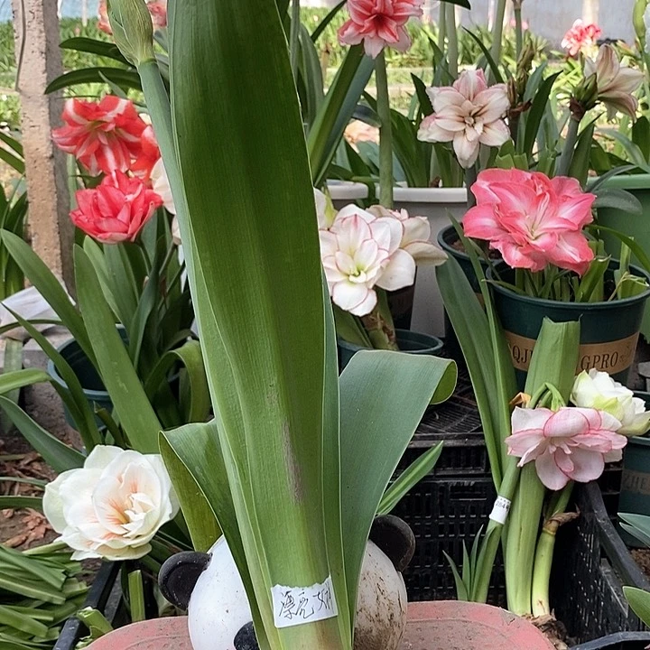 漂亮女神带花苞福利