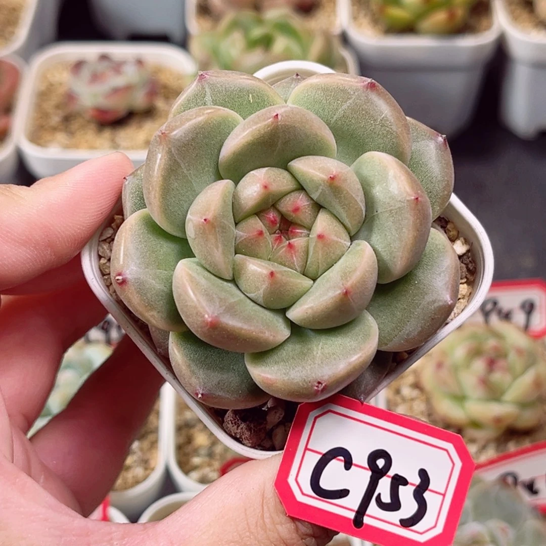 C953 一物一拍 18包邮