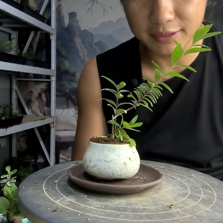 ?***匀中青园艺一物一拍69