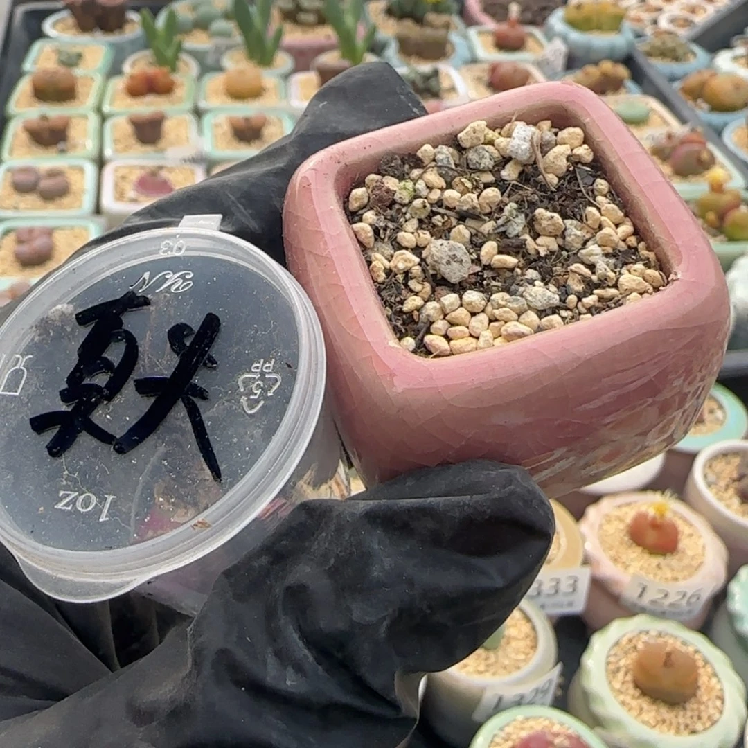 莫***丶1368--一物一拍 带盆