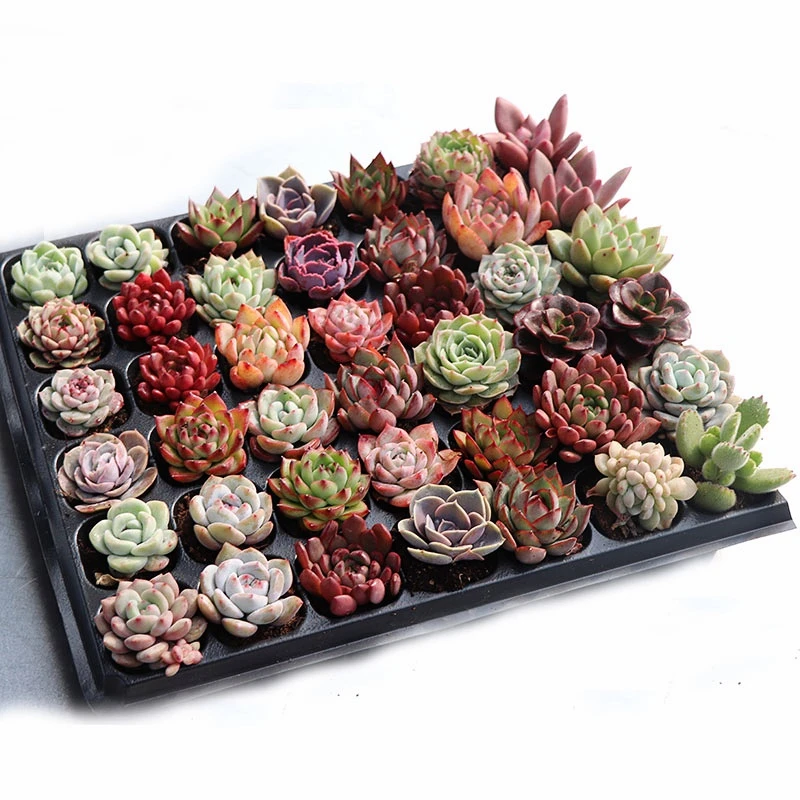 【101-200】精品多肉植物套餐一物一拍新手肉肉盆栽约3-5cm包邮